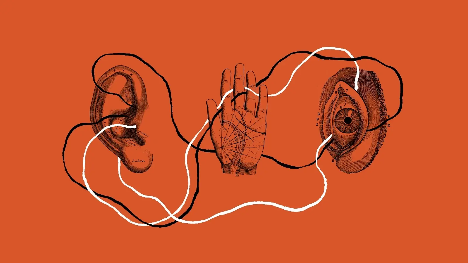 Ear, hand, and eye connected by flowing lines